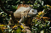 Green Iguana (Iguana iguana), Alajuela Province, Costa Rica, Central America