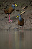 Russet naped Wood-rail, Cano Negro, Alajuela Province, Costa Rica, Central America