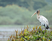 Holzstorch, Cano Negro, Alajuela Provinz, Costa Rica, Mittelamerika