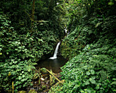 Monteverde Nebelwald Biologisches Schutzgebiet, Provinz Puntarenas, Costa Rica, Mittelamerika