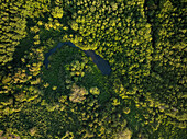 Aerial of trees near Uvita Beach, Marino Ballena National Park, Costa Rica, Central America