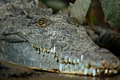 Amerikanisches Krokodil (Crocodylus acutus), Tarcoles-Fluss, Garabito, Provinz Puntarenas, Costa Rica, Mittelamerika