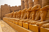 Blick auf die Sphinxen mit Widderkopf, die zum Tempel von Ramses III. im Karnak-Tempel führen, Karnak, Theben, UNESCO-Weltkulturerbe, Ägypten, Nordafrika, Afrika