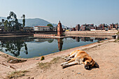 Schlafender Hund vor dem Bhajya Pukhu in Bhaktapur, Nepal, Asien