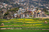 Landwirtschaftlicher Reis und Rapsblüten und Terrassenanbau in Nepal, Asien