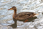 Weibliche Stockente (Anas platyrhynchos), East Sussex, England, Vereinigtes Königreich, Europa