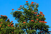 Spathodea campanulata (Afrikanischer Tulpenbaum), wegen seiner leuchtend roten, orangefarbenen Blüten weltweit als Zierpflanze angebaut, Pulisan, Minahasa, Nordsulawesi, Indonesien, Südostasien, Asien