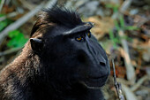 Schwarzer Schopfmakak (Macaca nigra), ein einheimischer, affenartiger Affe mit auffälligen Augen, Gesicht und Haarbüschel, Tangkoko Reservat, Minahasa, N Sulawesi, Indonesien, Südostasien, Asien