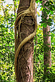 Parasitische Würgefeige (Ficus) mit Wurzeln um einen Baum, die auf einem Ast gesät hat und nach unten wächst, Tangkoko-Reservat, Minahasa, N-Sulawesi, Indonesien, Südostasien, Asien