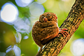 Spectral Tarsier (Tarsius tarsier) one of the smallest primates, now endangered, insect eating and nocturnal, Tangkoko National Park, Minahasa Highlands, North Sulawesi, Indonesia, Southeast Asia, Asia