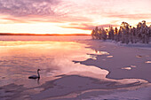 Ein Schwan schwimmt auf einem zugefrorenen See während eines erstaunlichen Wintersonnenaufgangs in Muonio, Finnland, Europa