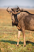 Das Gnu (Connochaetes taurinus), eine große Antilope, die in weiten Teilen des Kafue-Nationalparks vorkommt, Sambia, Afrika