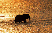 Elefant (Loxodonta africana) überquert den Luangwa-Fluss bei Sonnenuntergang, Sambia, Afrika