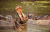 Flusspferd (Hippopotamus Amphibius), offenes Maul, das von den Männchen zum Schutz der Weibchen als Warnung benutzt wird, häufig im Luangwa-Fluss, Sambia, Afrika