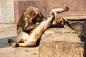 Rhesus-Affen entlausen sich gegenseitig, Nepal, Asien