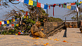 Rhesus monkey sitting on stone floor under prayer flags, looking at marigold flowers, Nepal, Asia