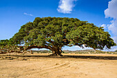 Der Fünf-Nakfa-Baum (Riesenplatanenbaum) bei Segeneyti, Eritrea, Afrika