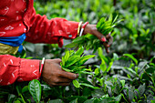 Tea Pickers, Guwahati, Assam, India, Asia