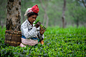 Tea Pickers, Guwahati, Assam, India, Asia