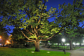 Floodlit remarkable oak tree in the Bastejkalns Park by night, Riga, Latvia, Baltic region, Europe