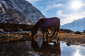 Horse drinking water from a puddle in the golden evening sun, Langtang Valley Trek, Nepal, Asia