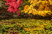 Colorful autumn foliage and leaves above lily pads in the waters of the moat of Hirosaki, Honshu, Japan, Asia