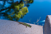 View of local lizard at Anacapri panorama view point, Anacapri, Isle of Capri, Bay of Naples, Campania, Italy, Mediterranean, Europe