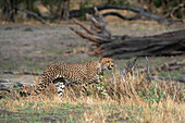 Cheetah (Acynonix jubatus) walking, Savuti, Chobe National Park, Botswana, Africa