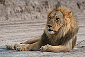 Löwe (Panthera leo) ruhend, Savuti, Chobe-Nationalpark, Botsuana, Afrika