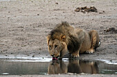 Lion (Panthera leo) drinking at a waterhole, Savuti, Chobe National Park, Botswana, Africa