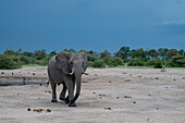 African elephant (Loxodonta africana) at a waterhole, Savuti, Chobe National Park, Botswana, Africa