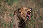 Löwe (Panthera leo) bei der Flucht, Savuti, Chobe-Nationalpark, Botsuana, Afrika