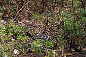 Porträt eines Leoparden (Panthera pardus), Savuti, Chobe-Nationalpark, Botsuana, Afrika