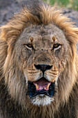 Lion (Panthera leo) portrait, Savuti, Chobe National Park, Botswana, Africa