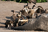 White-backed vultures (Gyps africanus) feeds on an African elephant (Loxodonta africana), Savuti, Chobe National Park, Botswana, Africa