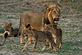 Lion pride (Panthera leo), Savuti, Chobe National Park, Botswana, Africa