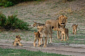 Lion pride (Panthera leo), Savuti, Chobe National Park, Botswana, Africa