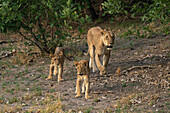 Löwin (Panthera leo) beim Spaziergang mit ihren Jungen, Savuti, Chobe-Nationalpark, Botsuana, Afrika