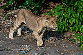 Lion cub (Panthera leo), Savuti, Chobe National Park, Botswana, Africa