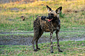 Afrikanischer Wildhund (Lycaon pictus), Khwai, Okavango-Delta, Botsuana, Afrika