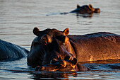 Hippopotamus (Hippopotamus amphibius) in the river Khwai, Okavango Delta, Botswana, Africa