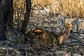 Khwai, Okavango Delta, Botswana, Africa