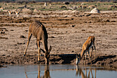 Ein weiblicher Großer Kudu (Tragelaphus strepsiceros) und ein Springbock (Antidorcas marsupialis) trinken an einem Wasserloch, Nxai Pan National Park, Botswana, Afrika