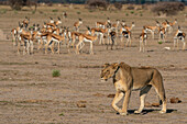 Alarmierte Springböcke (Antidorcas marsupialis), die eine Löwin (Panthera leo) beim Spazierengehen beobachten, Nxai Pan National Park, Botswana, Afrika