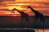 Giraffen (Giraffa camelopardalis) bei Sonnenuntergang an einem Wasserloch, Nxai Pan National Park, Botsuana, Afrika