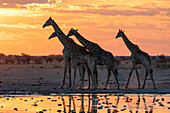 Giraffen (Giraffa camelopardalis) bei Sonnenuntergang an einem Wasserloch, Nxai Pan-Nationalpark, Botsuana, Afrika