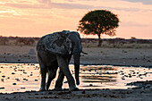 Afrikanischer Elefant (Loxodonta africana) bei Sonnenuntergang, Nxai Pan National Park, Botsuana, Afrika