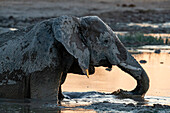 Afrikanischer Elefant (Loxodonta africana) bei Sonnenuntergang, Nxai Pan-Nationalpark, Botsuana, Afrika