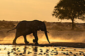 Afrikanischer Elefant (Loxodonta africana) bei Sonnenuntergang, Nxai Pan-Nationalpark, Botsuana, Afrika