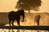 Afrikanische Elefanten (Loxodonta africana) bei Sonnenuntergang, Nxai Pan-Nationalpark, Botsuana, Afrika